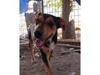 Adopt Chowon SC a Shepherd, Australian Cattle Dog / Blue Heeler