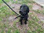 Adopt Hoku a Labrador Retriever