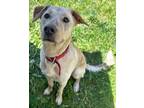 Adopt MONTE a Labrador Retriever, Catahoula Leopard Dog