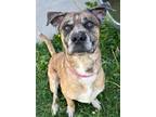 Adopt LOKI a Catahoula Leopard Dog, Mixed Breed