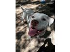 Adopt POLAR a Pit Bull Terrier