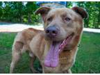 Adopt Chance a Labrador Retriever, Chow Chow
