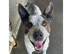 Adopt Blue (Dexter) a Australian Cattle Dog / Blue Heeler
