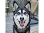 Adopt Aries a Siberian Husky