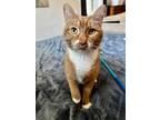 Adopt Morris a Domestic Short Hair