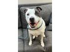 Adopt Ace a Pit Bull Terrier