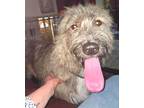 Adopt Toast a German Shepherd Dog