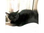 Adopt Chili a Domestic Medium Hair