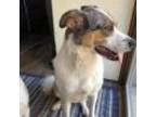 Adopt Jackson a Australian Cattle Dog / Blue Heeler