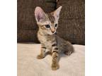 Adopt Tony a Domestic Medium Hair, American Shorthair
