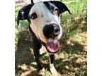 Adopt Ron a Pit Bull Terrier