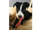 Adopt Harry a Pit Bull Terrier
