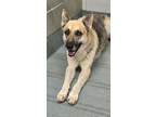 Adopt ENZO a German Shepherd Dog