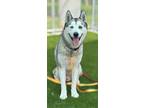 Adopt KACE a Husky, Mixed Breed