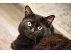 Adopt Dre a Maine Coon, Domestic Long Hair