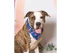 Adopt Travis a Pit Bull Terrier
