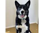 Adopt Soba a Husky