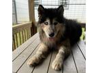 Adopt Binky a Husky
