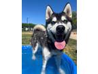 Adopt Titan a Siberian Husky