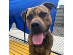 Adopt Dim a American Staffordshire Terrier