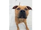 Adopt Sum a American Staffordshire Terrier