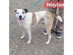 Adopt Waylon a Catahoula Leopard Dog, Mixed Breed