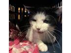 Adopt Spike a Domestic Short Hair