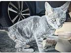 Cloud (male) Domestic Shorthair Kitten Male
