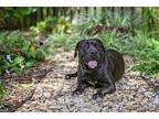 Bumble Bee Labrador Retriever Young Female