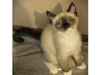 Reed - male Snowshoe Kitten Male
