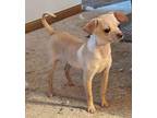 GRACE Chihuahua Young Female