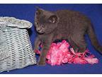 Trefoils (Photos 5/20/2024) Domestic Shorthair Kitten Female