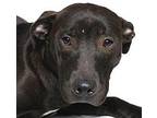 Diva Mixed Breed (Medium) Puppy Female