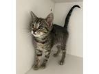 Melodie Domestic Shorthair Kitten Female