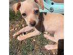 Spring Chihuahua Puppy Female
