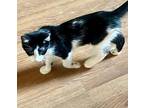 Hawthorne Domestic Shorthair Kitten Male