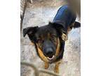 SPENCER German Shepherd Dog Adult Male