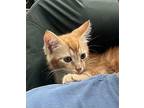 Nacho Domestic Shorthair Kitten Male