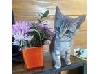 Chloe Domestic Shorthair Kitten Female