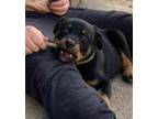 Marshall Rottweiler Puppy Male