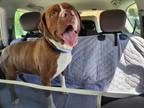 Adopt Jake a Boxer