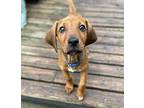 LANDERS Redbone Coonhound Puppy Male