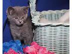 Do-Si-Dos (Photos 5/20/2024) Domestic Shorthair Kitten Female