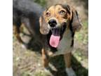 Adopt Liam a Beagle