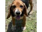 Adopt Leo a Beagle