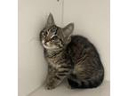 Miranda Domestic Shorthair Kitten Female