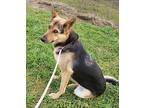 Genoa German Shepherd Dog Adult Female