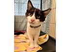 Angus Domestic Shorthair Kitten Male