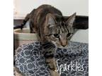 Adopt Sparkles a American Shorthair