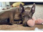 Molly Mixed Breed (Medium) Puppy Female